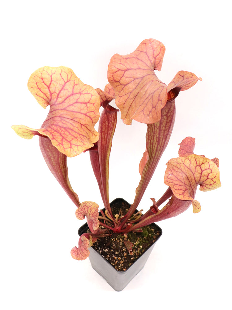 AUCTION 10: Sarracenia "Nefertari" H123 GC Size Large