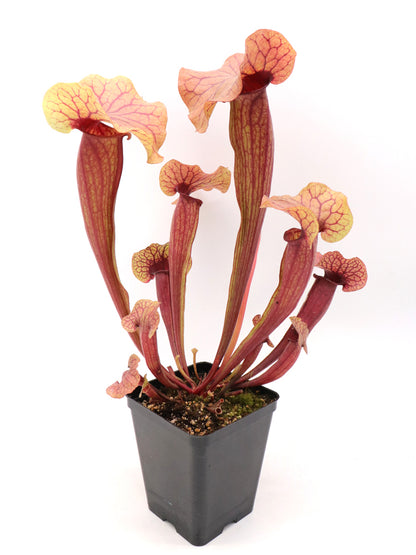 AUCTION 10: Sarracenia "Nefertari" H123 GC Size Large