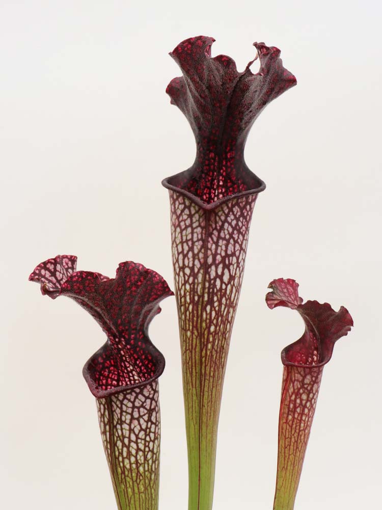 H126 GC  S.x areolata "Black Velvet"