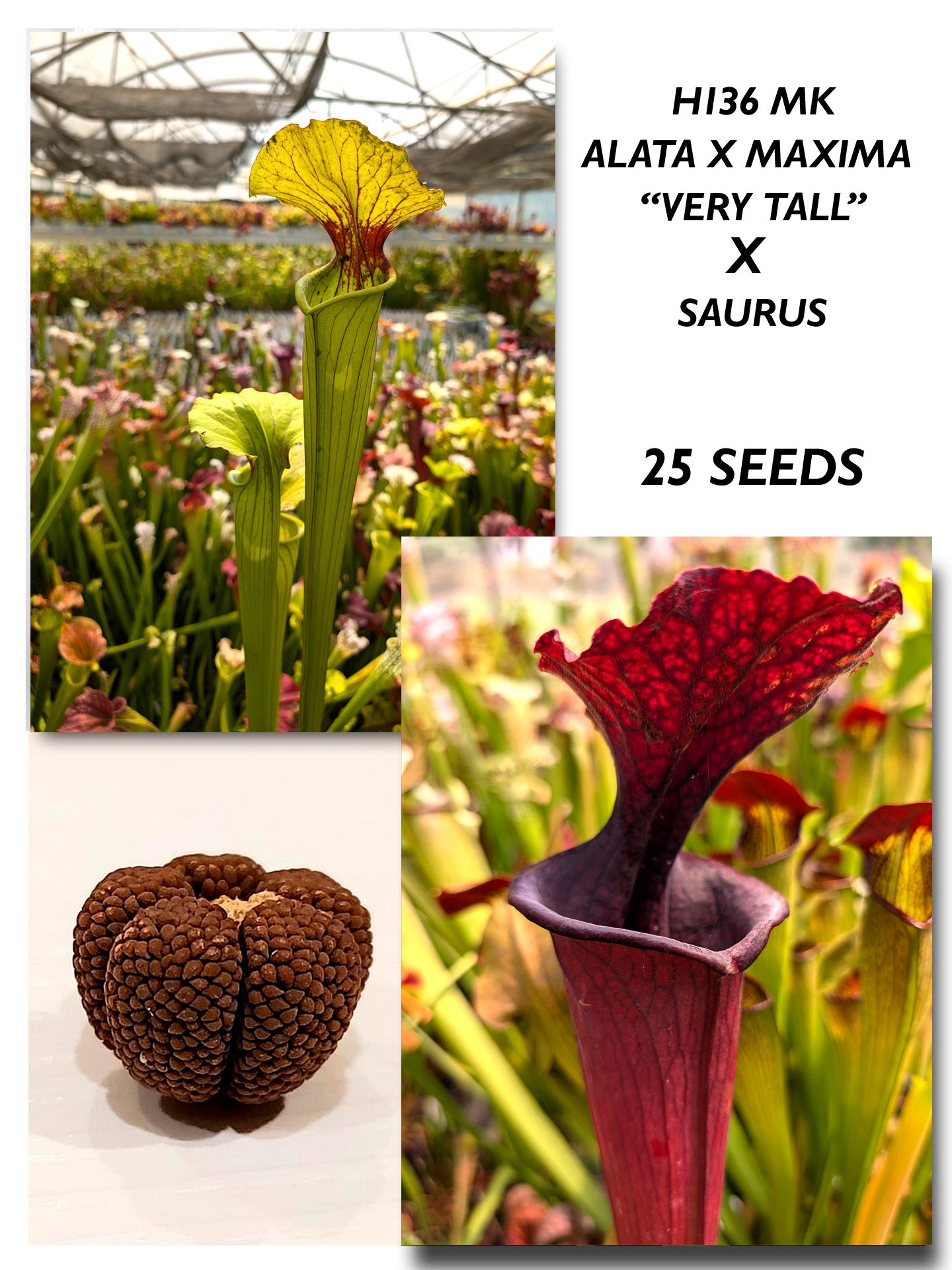 SARRACENIA ALATA X MAXIMA "VERY TALL" H136 MK X 'SAURUS'