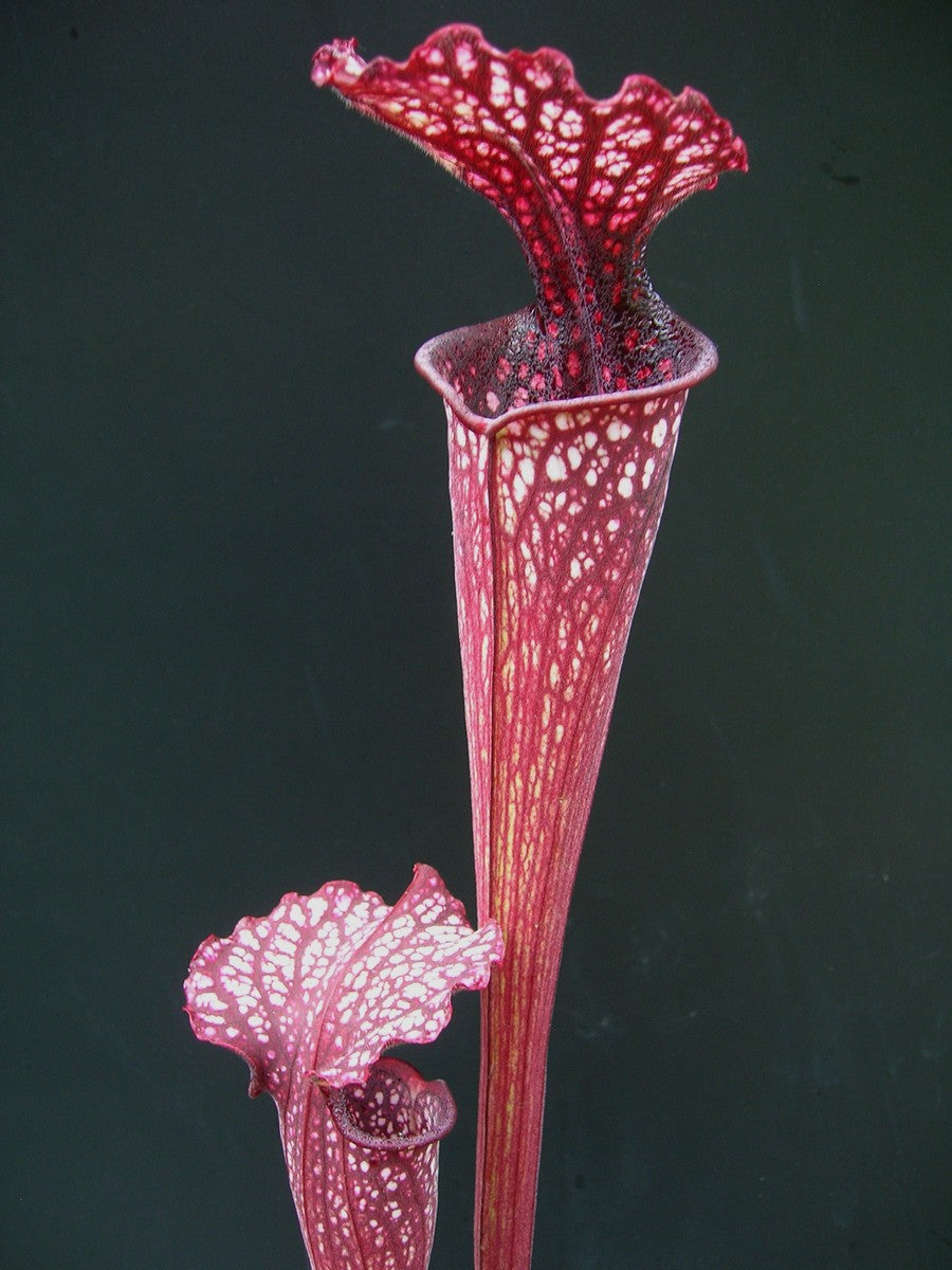 Sarracenia "Crimson Queen" H138 MK