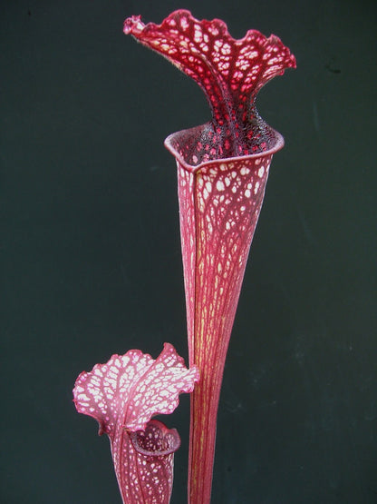 Sarracenia "Crimson Queen" H138 MK