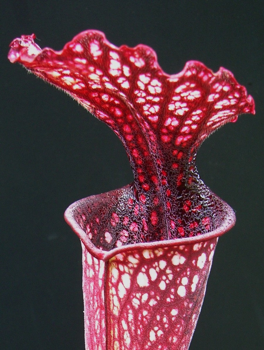 Sarracenia "Crimson Queen" H138 MK