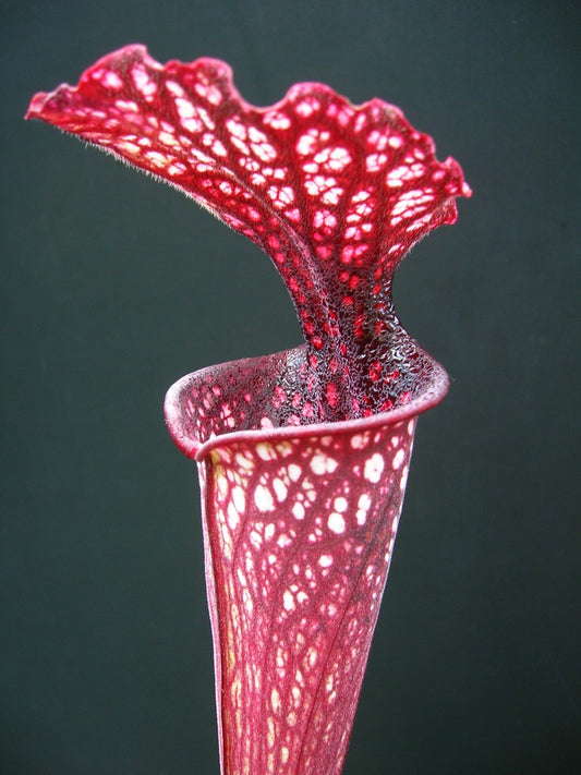 Sarracenia "Crimson Queen" H138 MK