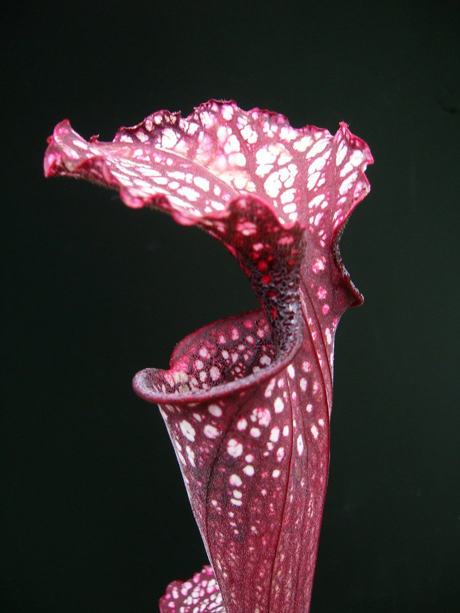Sarracenia "Crimson Queen" H138 MK