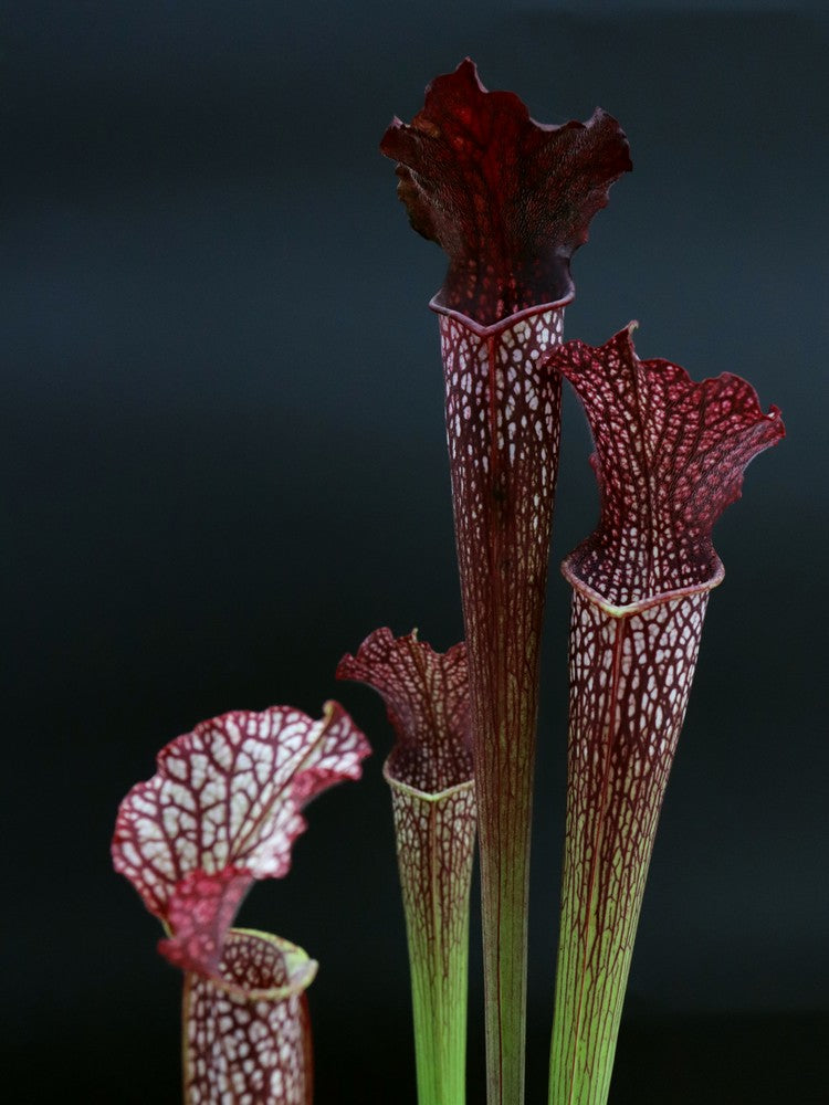 H13 GC  S.x areolata "Black selection"