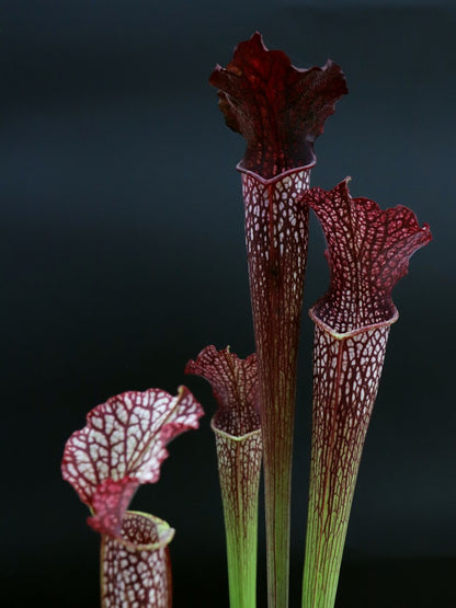 H13 GC  S.x areolata "Black selection"
