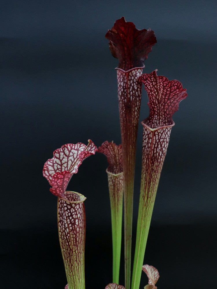 H13 GC  S.x areolata "Black selection"