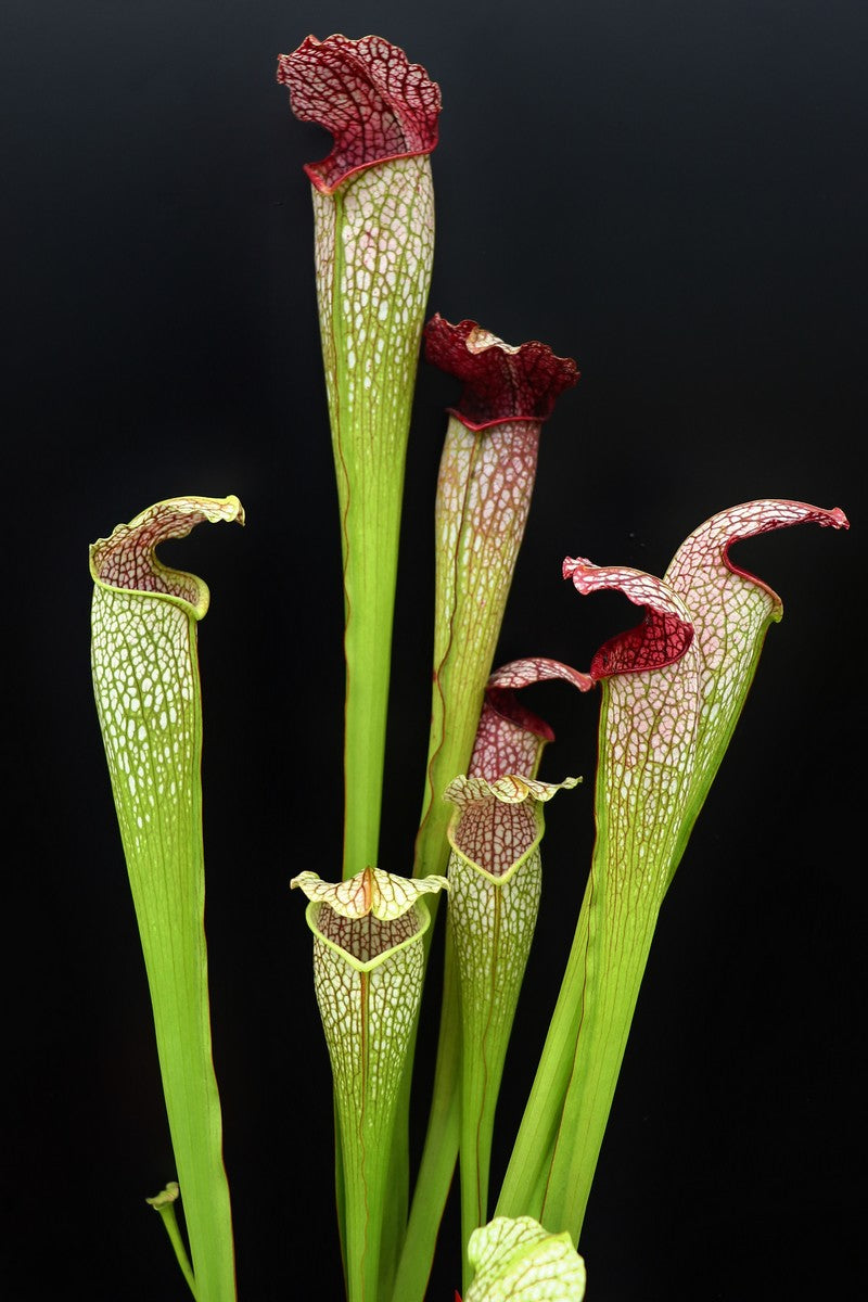H22 GC  Sarracenia "excellens"  Red & white