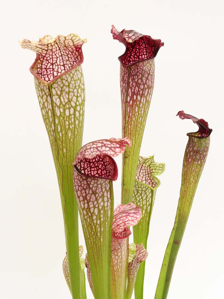 H22 GC  Sarracenia "excellens"  Red & white