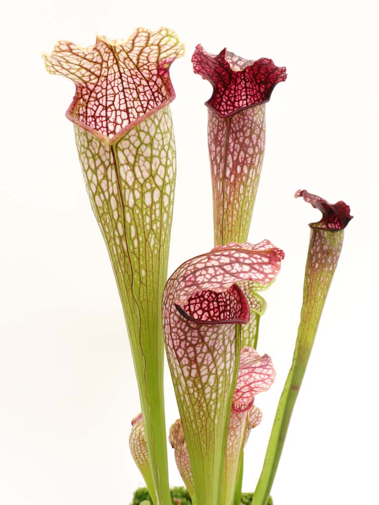 H22 GC  Sarracenia "excellens"  Red & white