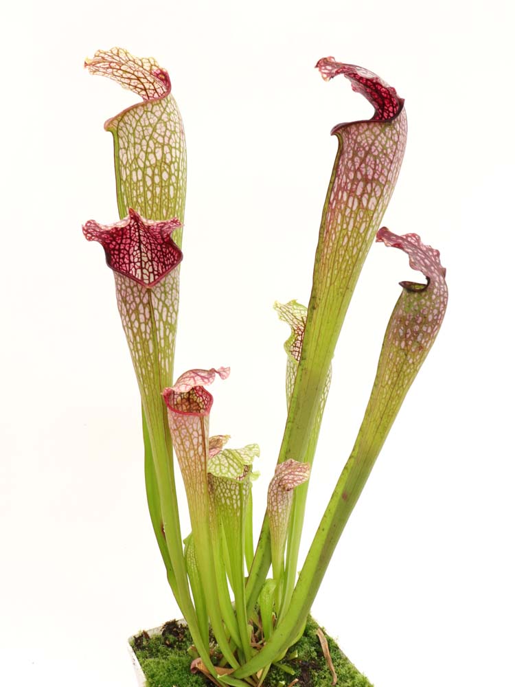 H22 GC  Sarracenia "excellens"  Red & white