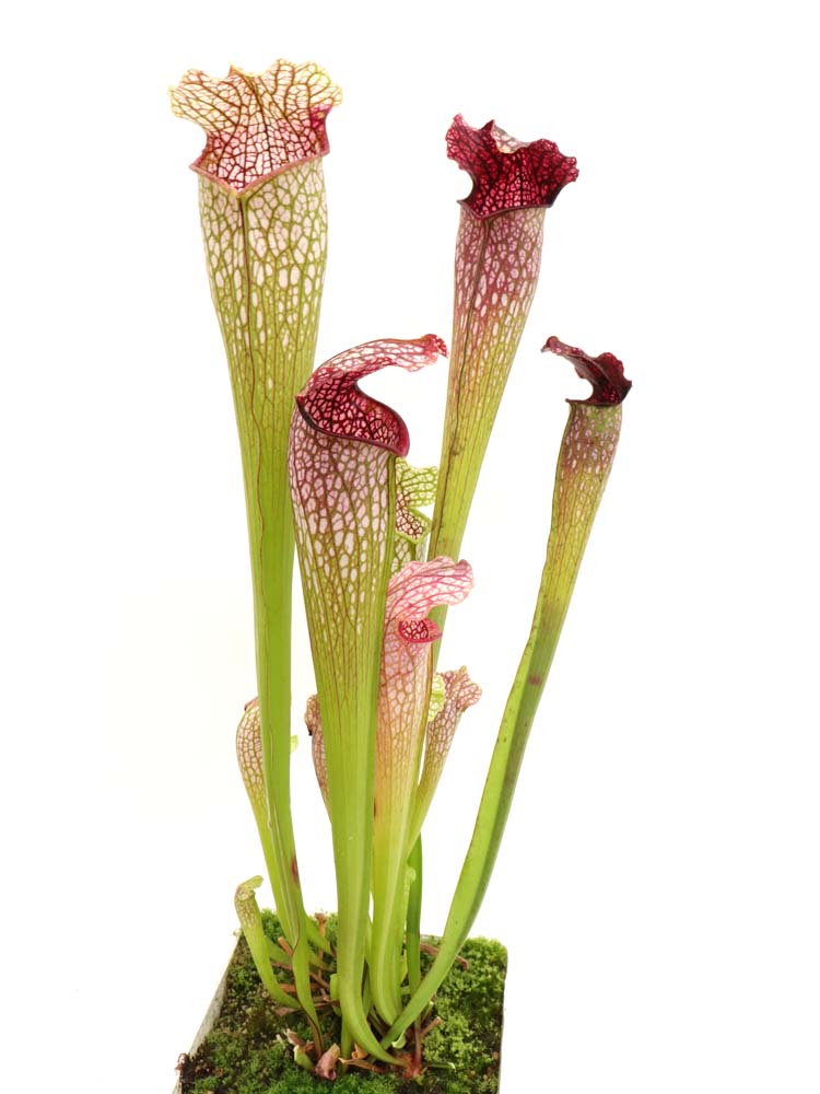 H22 GC  Sarracenia "excellens"  Red & white