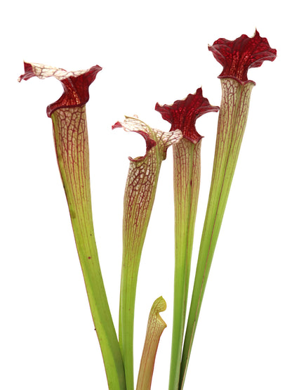 Sarracenia areolata "Giant"  H241 MK