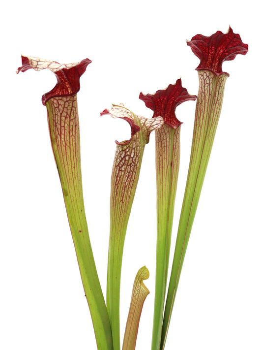 Sarracenia areolata "Giant"  H241 MK