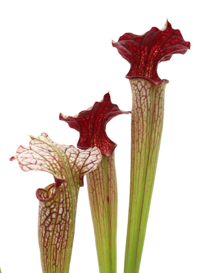 Sarracenia areolata "Giant"  H241 MK