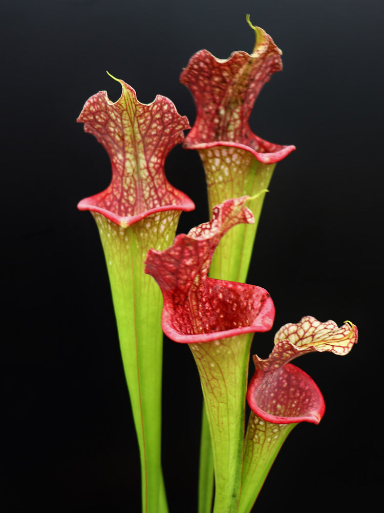 H25 GC  Sarracenia "Lady Adrian"