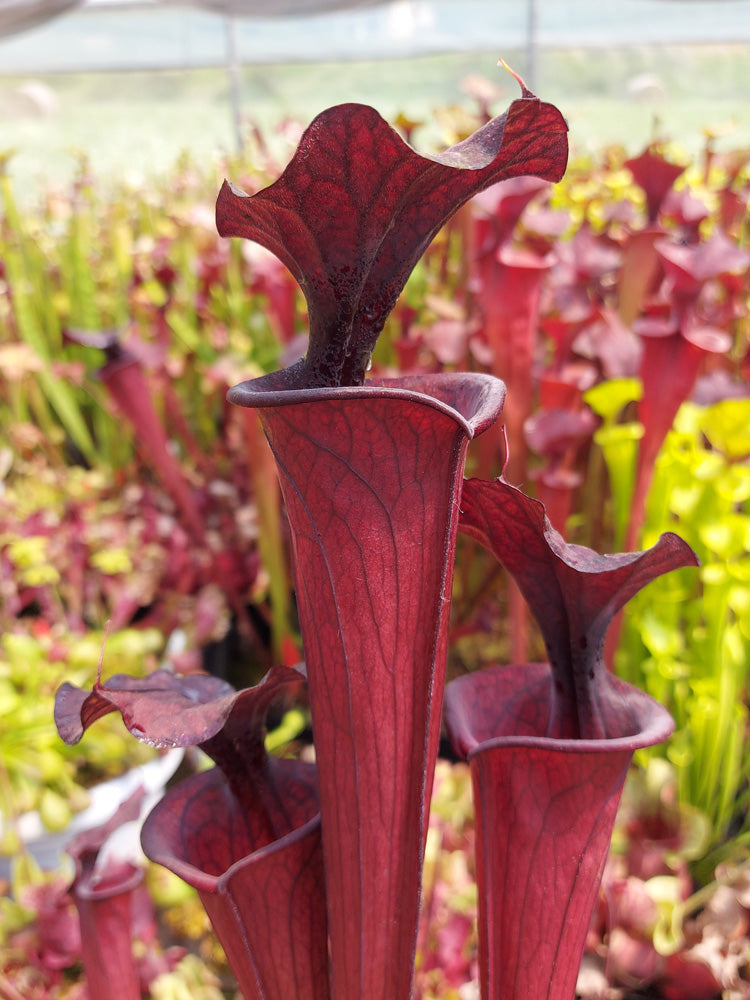 H2 GC Sarracenia "Black knight"