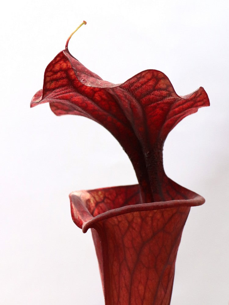 H2 GC Sarracenia "Black knight"