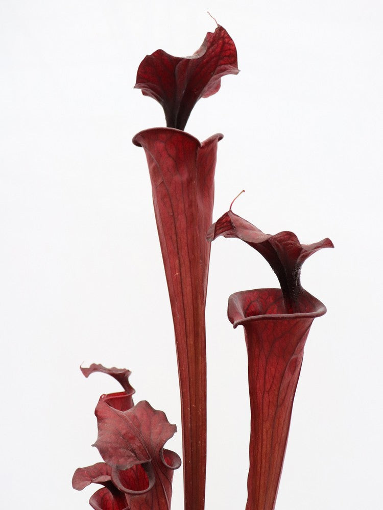 H2 GC Sarracenia "Black knight"