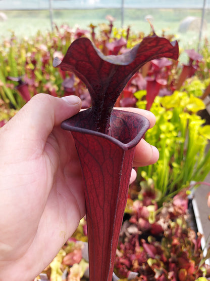 H2 GC Sarracenia "Black knight"
