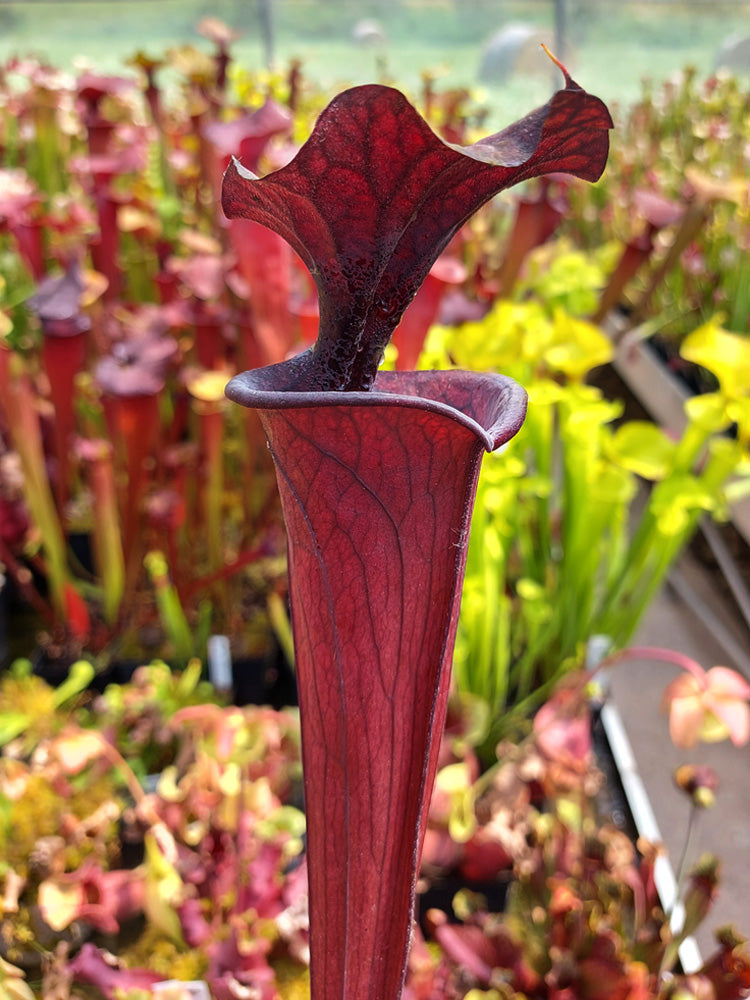 H2 GC Sarracenia "Black knight"