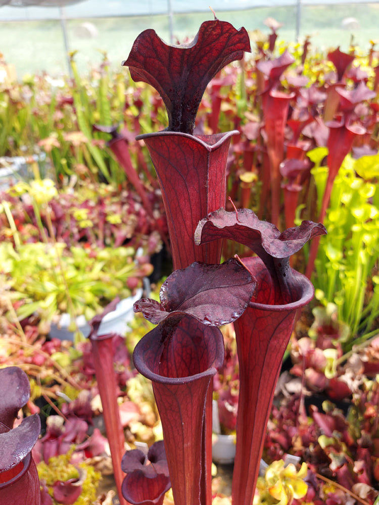 H2 GC Sarracenia "Black knight"
