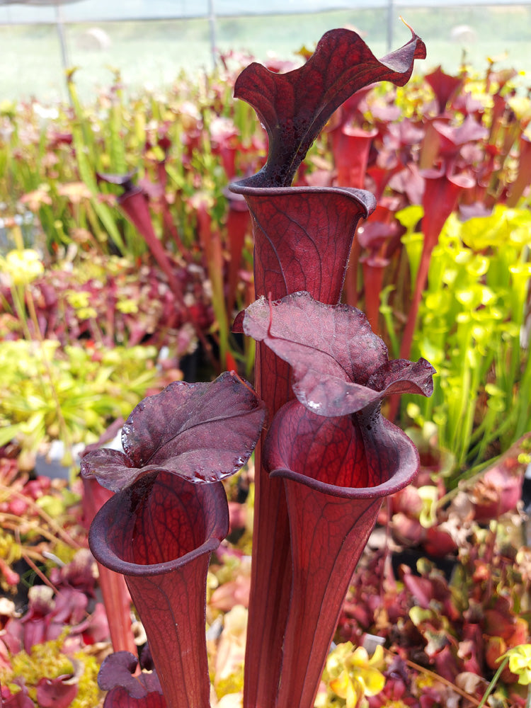 H2 GC Sarracenia "Black knight"