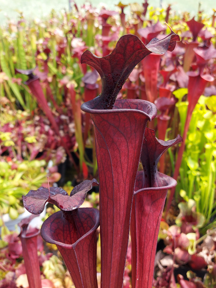 H2 GC Sarracenia "Black knight"