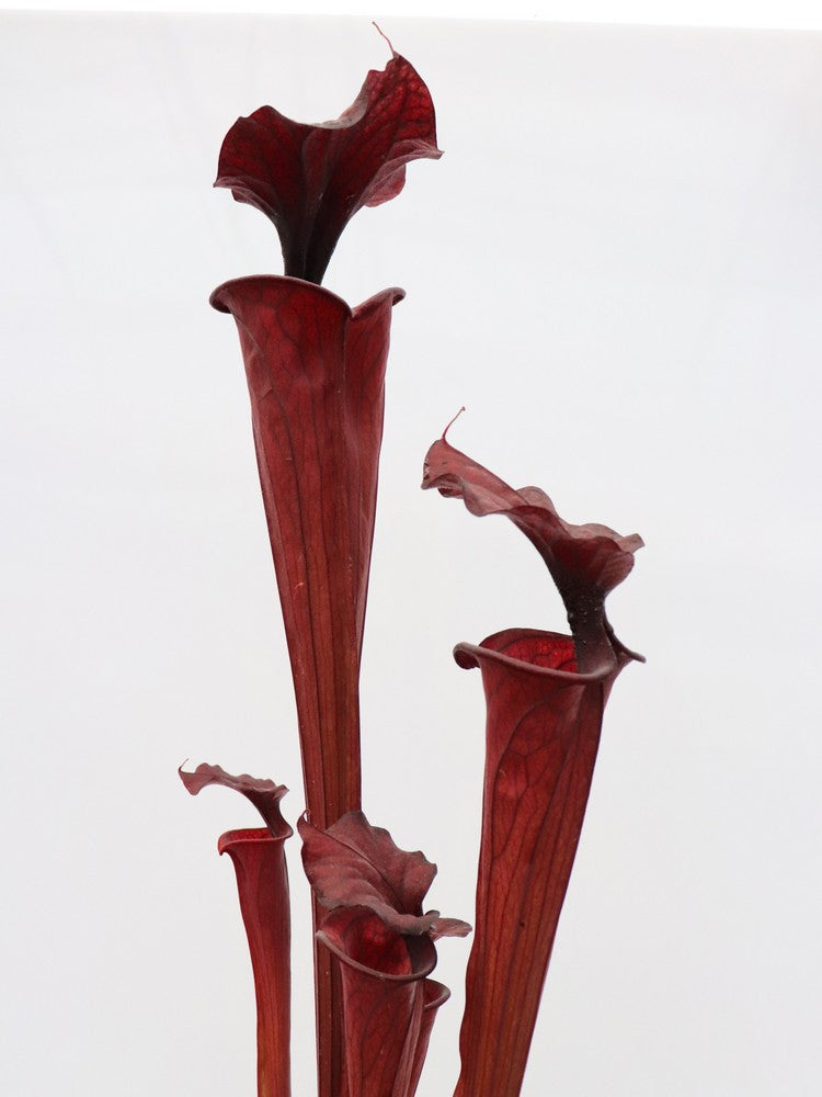 H2 GC Sarracenia "Black knight"