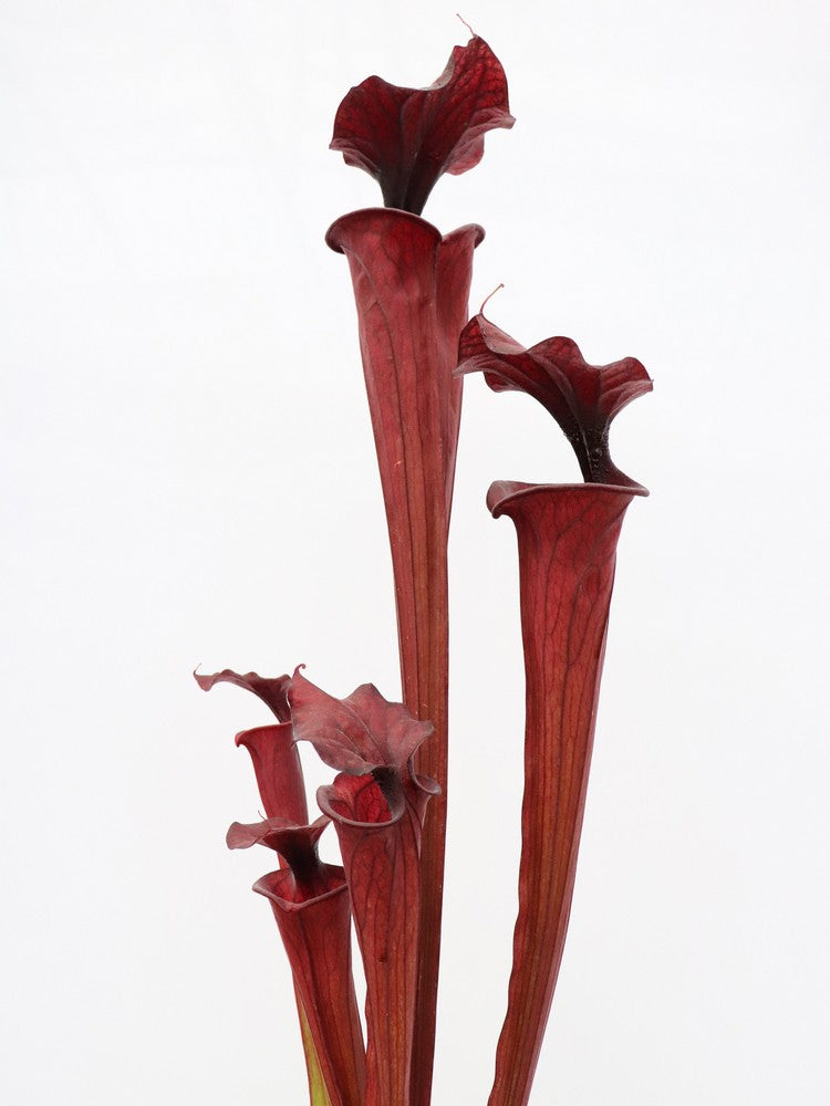 H2 GC Sarracenia "Black knight"