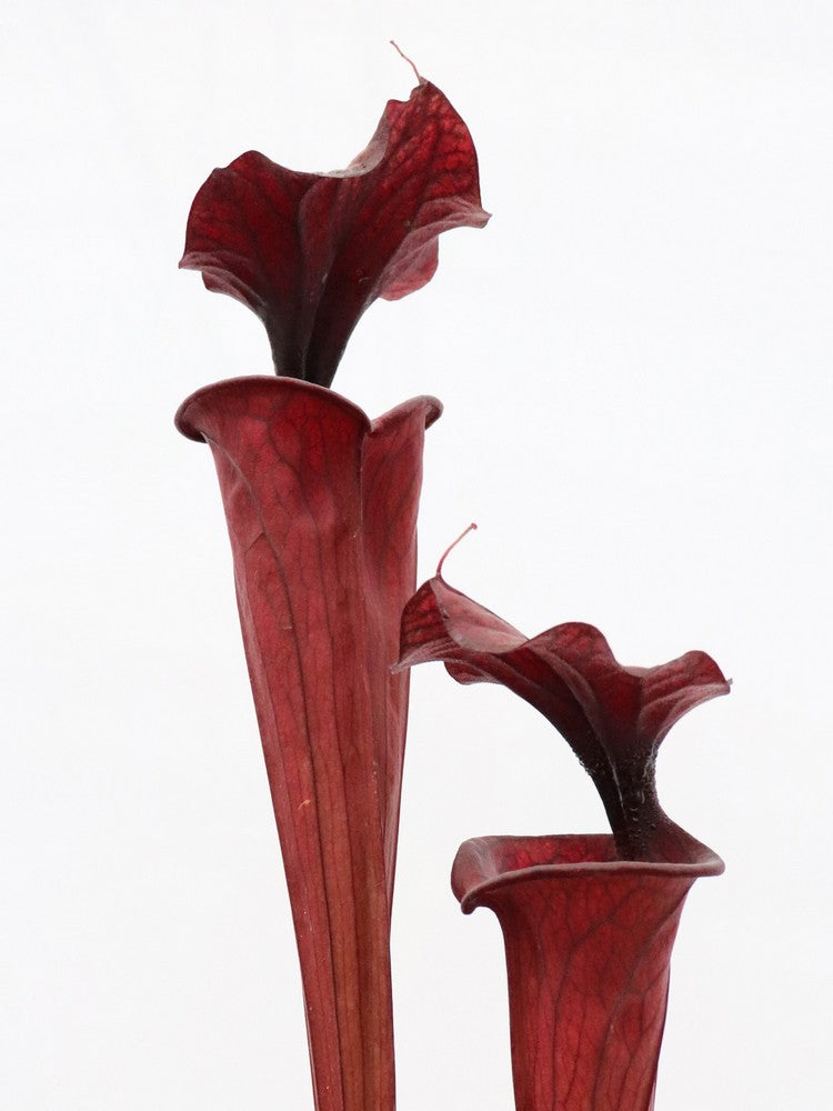 H2 GC Sarracenia "Black knight"
