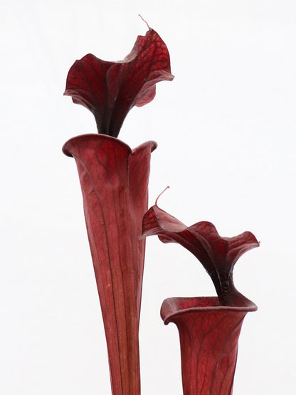 H2 GC Sarracenia "Black knight"
