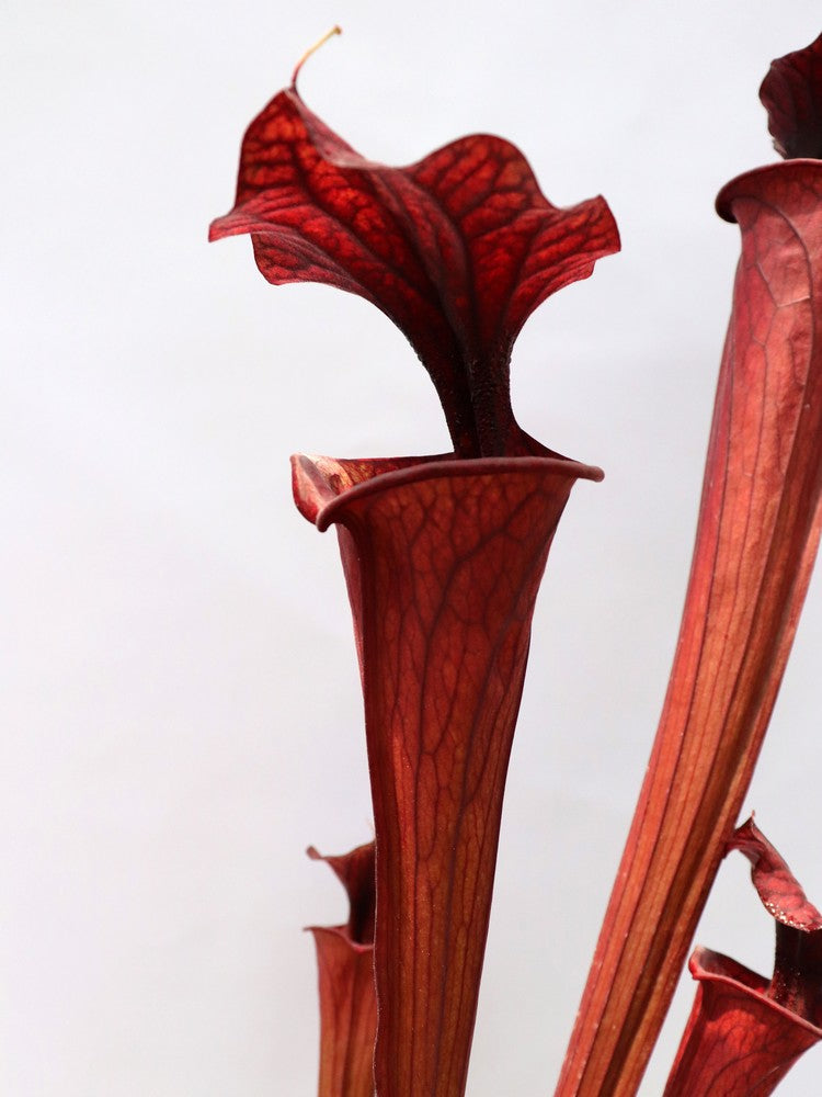 H2 GC Sarracenia "Black knight"