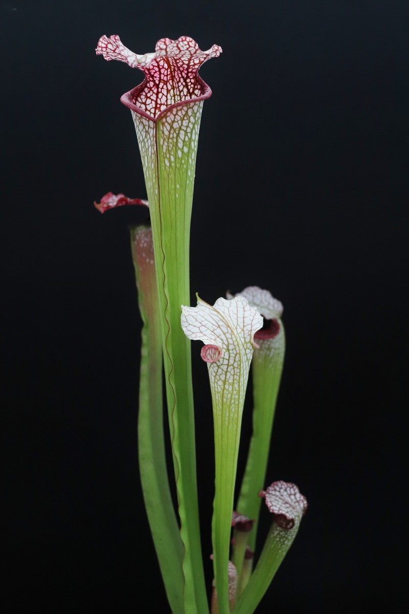 Sarracenia "Diane Whittaker"  H2 MK