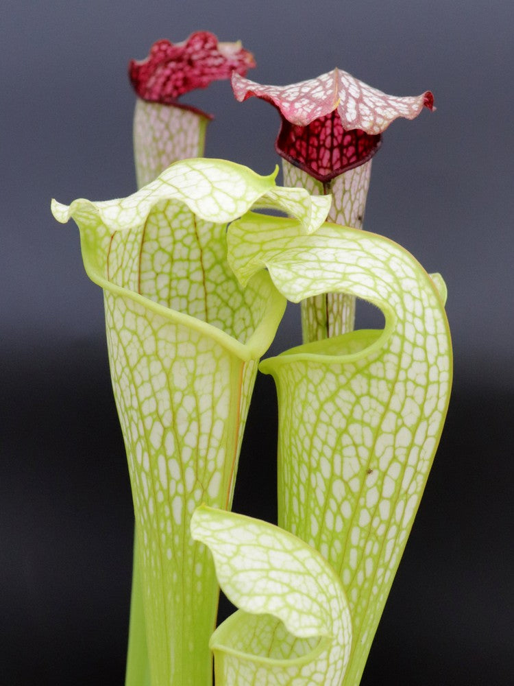 H31 GC  Sarracenia "excellens"  GC Selection