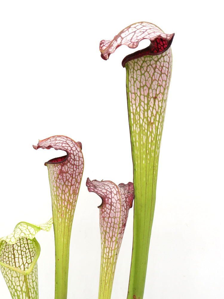 H31 GC  Sarracenia "excellens"  GC Selection