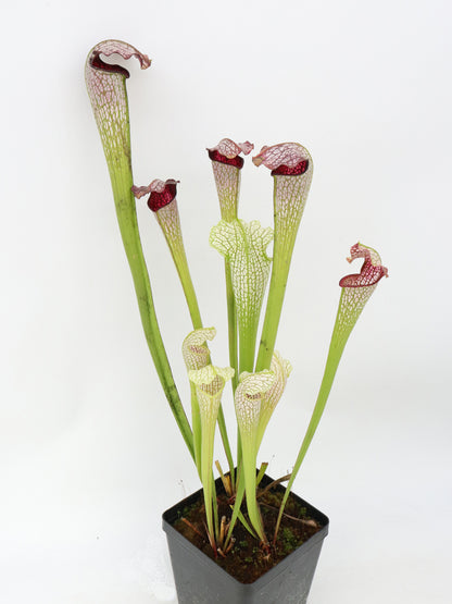 H31 GC  Sarracenia "excellens"  GC Selection