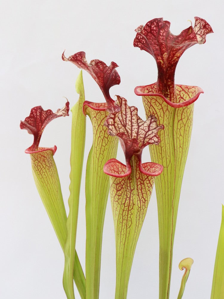 H40 GC Sarracenia "Pink Miracle"