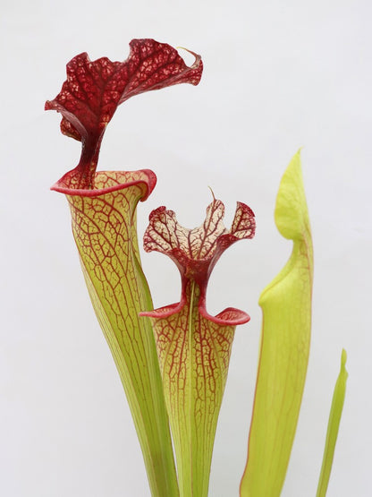 H40 GC Sarracenia "Pink Miracle"