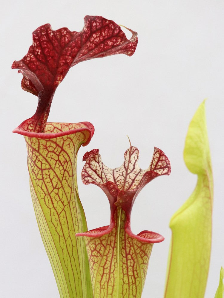 H40 GC Sarracenia "Pink Miracle"