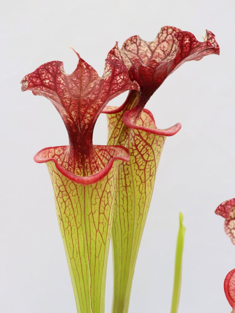 H40 GC Sarracenia "Pink Miracle"