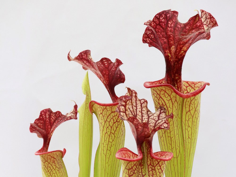 H40 GC Sarracenia "Pink Miracle"