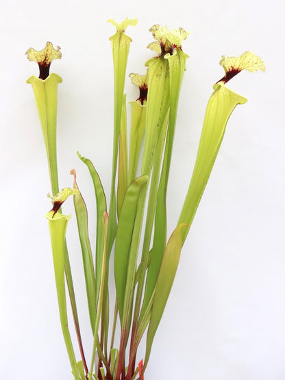 H41 GC  Sarracenia "Mazinga"