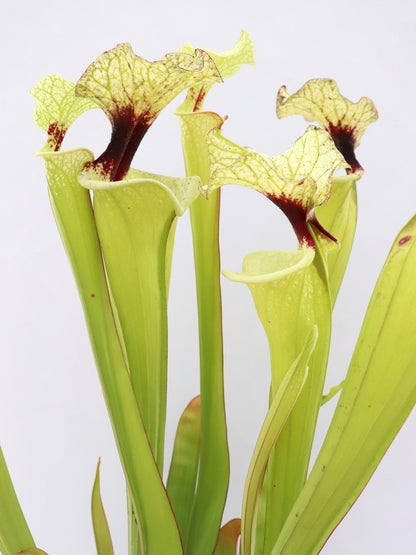 H41 GC  Sarracenia "Mazinga"