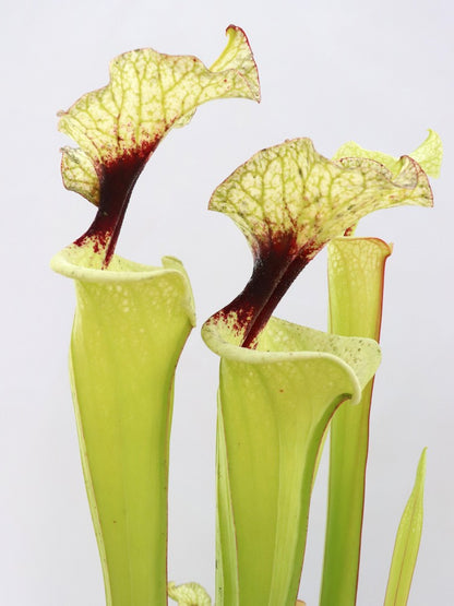 H41 GC  Sarracenia "Mazinga"