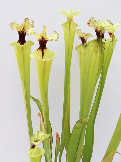 H41 GC  Sarracenia "Mazinga"