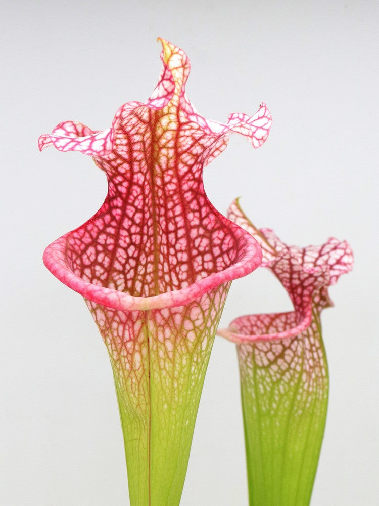 H43 GC S.x moorei  "Hot Green & Pink"