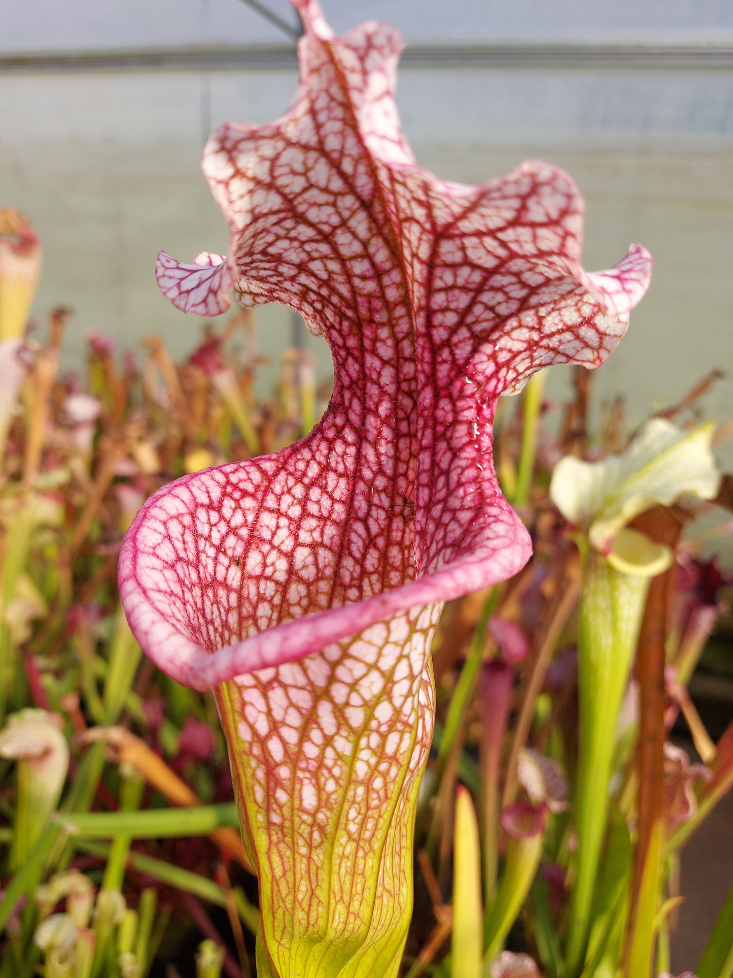 H43 GC S.x moorei  "Hot Green & Pink"