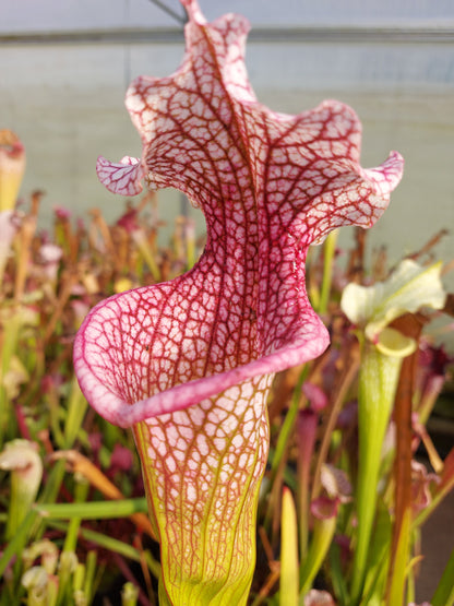 H43 GC S.x moorei  "Hot Green & Pink"